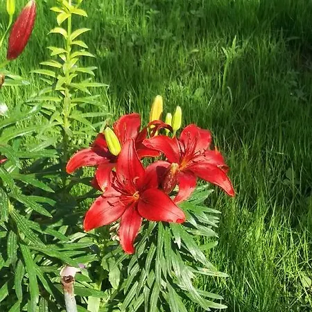 Fatos Biti Casa de hóspedes